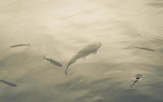 Nationalpark Plitvicer Seen Fische unter Wasser im klaren Wasser Kroatien. foto