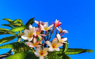 Plumeria rosa und gelbe Blumen mit blauem Himmel in Mexiko. foto