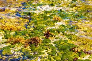 Steine, Felsen, Korallen, Algen, Türkis, buntes Wasser am Strand von Mexiko. foto