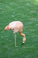 Flamingos im Zoo foto