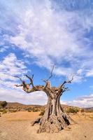 Landschaft im Sommer foto