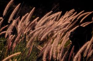 hohes Gras im Sommer foto