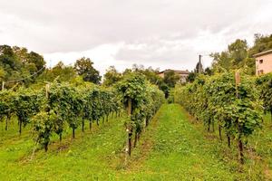 Weinberglandschaft in Rom in Italien foto