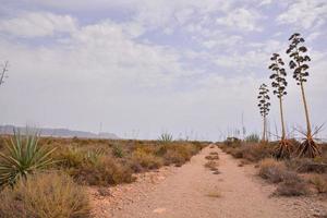 Landschaft im Sommer foto