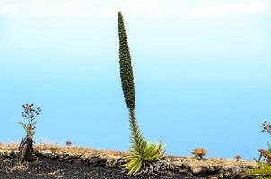 Landschaft im Sommer foto