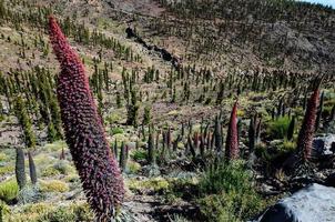 Landschaft im Sommer foto