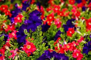 bunte Blumen im Park foto