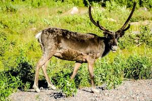 Rehe auf der Wiese foto