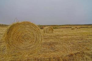 Landschaft im Sommer foto