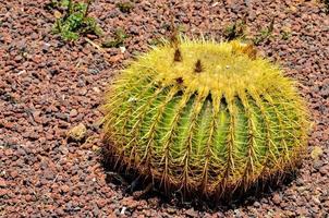 Kaktus Nahaufnahme foto