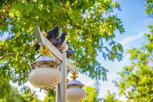 wilde taube auf der stadtlampe im phra sumen fort park in bangkok thailand. foto