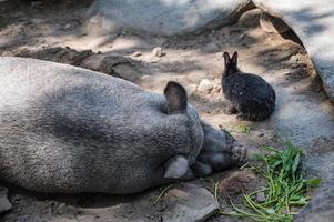 schlafendes schwein mit süßem kaninchen im wat pra putthabat phu kwai ngoen im chiang khan bezirk loei thailand. chiang khan kaninchentempel oder wat pra putthabat phu kwai ngoen foto