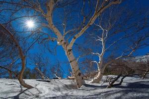 Betula aetnensis pflanzt Birken im Ätna-Park auf Sizilien foto