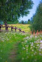 Bergweg inmitten der Blumenwiese foto