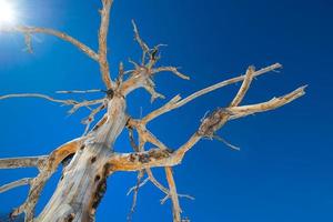 getrockneter Baum, der vom ausbrechenden Ätna verbrannt wurde foto