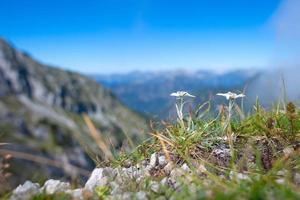 die geschützte bergblume edelweiß auf den bergamo alpen. foto