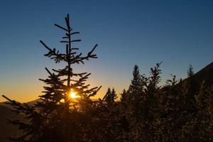 Sonne in den Latschen bei Sonnenuntergang foto