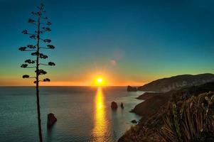 sardische charakteristische Agavenpflanze während eines Sonnenuntergangs über dem Meer auf der Insel foto