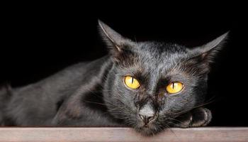 Portrait schwarze Katze auf dem Tisch mit schwarzem Hintergrund foto