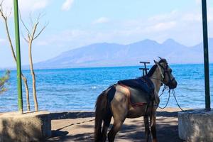 pferde entspannen sich und warten darauf, dass touristen sie zum reiten mieten, am cacalan beach, banyuwangi foto