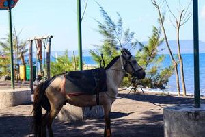 pferde entspannen sich und warten darauf, dass touristen sie zum reiten mieten, am cacalan beach, banyuwangi foto