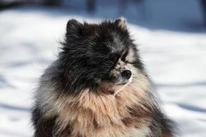 Pommerscher Spitzhund, Nahaufnahmeporträt, süßer schwarzer Marmor mit braunem Spitzwelpen, der auf Schnee sitzt foto