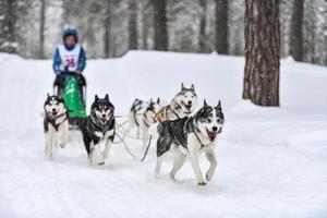 Husky-Schlittenhunderennen foto