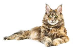 Erwachsene Maine-Coon-Katze, isoliert foto