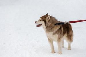 Husky-Hund an der Leine, minimaler verschneiter Winterhintergrund. Haustier beim Gehen vor dem Schlittenhundetraining. foto