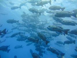 Fischschwarm in klarem Wasser foto