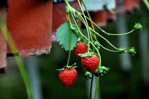 Erdbeeren sehen lecker aus foto