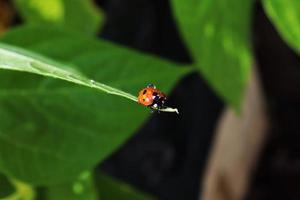 Marienkäfer sitzt auf Blatt mit Wassertropfen foto