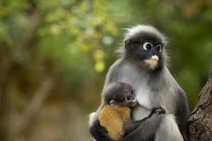 düsterer blattaffe im thailändischen nationalpark foto