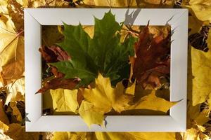 ein leerer weißer Rahmen auf einem Hintergrund von herbstlichen roten und gelben Ahornblättern mit einem Platz zum Kopieren, Herbst foto