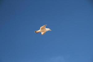 ein Blick auf eine Möwe im Flug foto