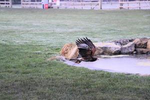 ein Blick auf einen Harris Hawk im Flug foto