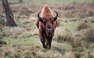 europäischer bison oder zubr, bison bonasus foto