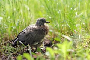 gemeine ringeltaube, ein küken im gras foto