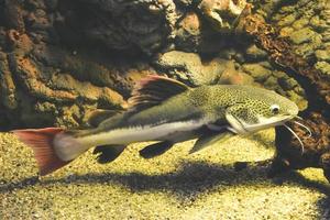 phractocephalus hemioliopterus - Grauer, gefleckter Rotschwanzwels foto