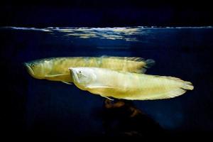 zwei Arowana-Fische schwimmen im Aquarium foto