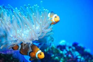 weißer und orangefarbener Anemonen-Clownfisch, Korallenriff foto