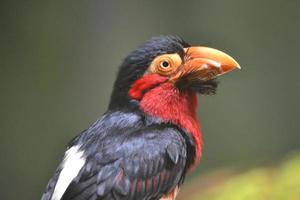 exotischer Vogel mit orangefarbenem Schnabel foto