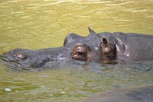 Nilpferd schwimmt im Wasser foto