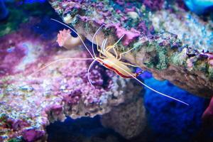 lysmata amboinensis - gelbe und rote Putzergarnelen, die kopfüber auf Felsen laufen foto