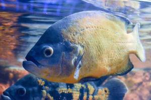 astronotus ocellatus fisch, der unter wasser schwimmt foto