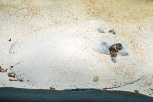 Ocellate River Stingray, Potamotrygon Motoro Fisch versteckt unter Sand foto