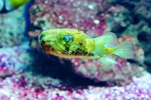 gelber, runder Kugelfisch schwimmend foto