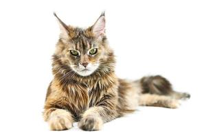 Erwachsene Maine-Coon-Katze, isoliert foto