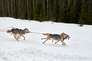 Laufender Husky-Hund auf Schlittenhunderennen