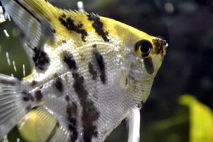 Weiße, gelbe und schwarze Skalarfische schwimmen im heimischen Aquarium foto